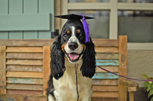 Canine Behavior Specialist for Better Dog Behavior